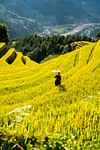 mountains, plateau, step, field, people, rice, nature, countryside, outdoors, agriculture